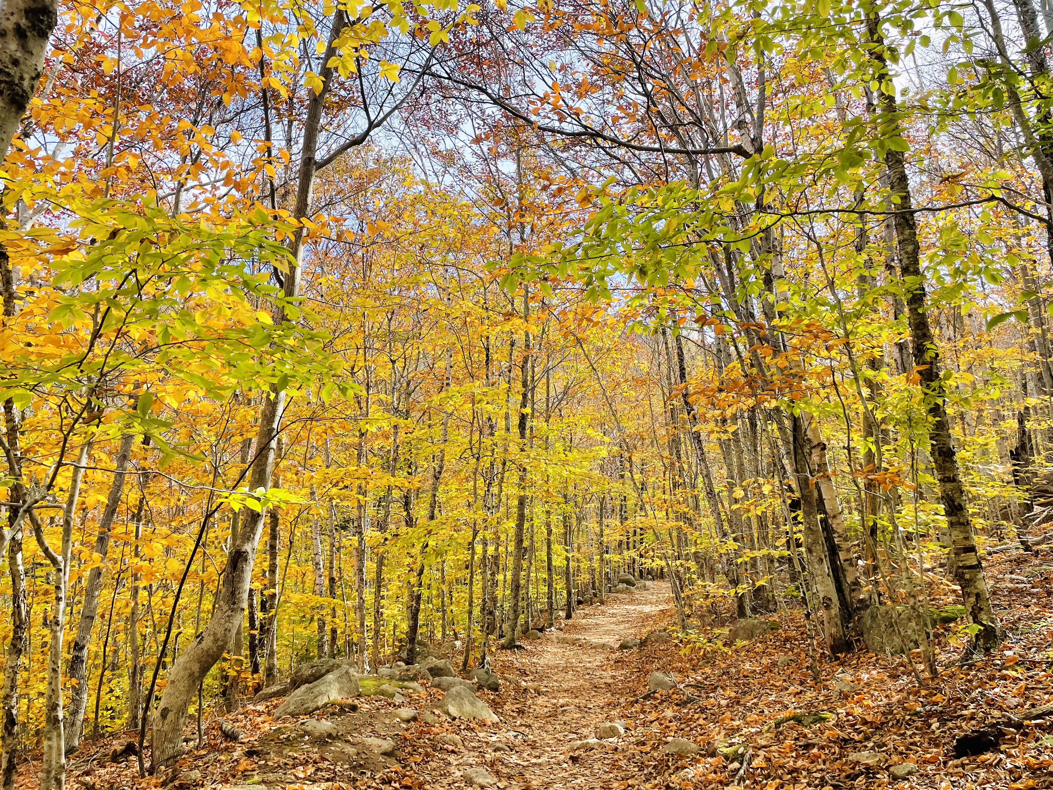 forest.jpg