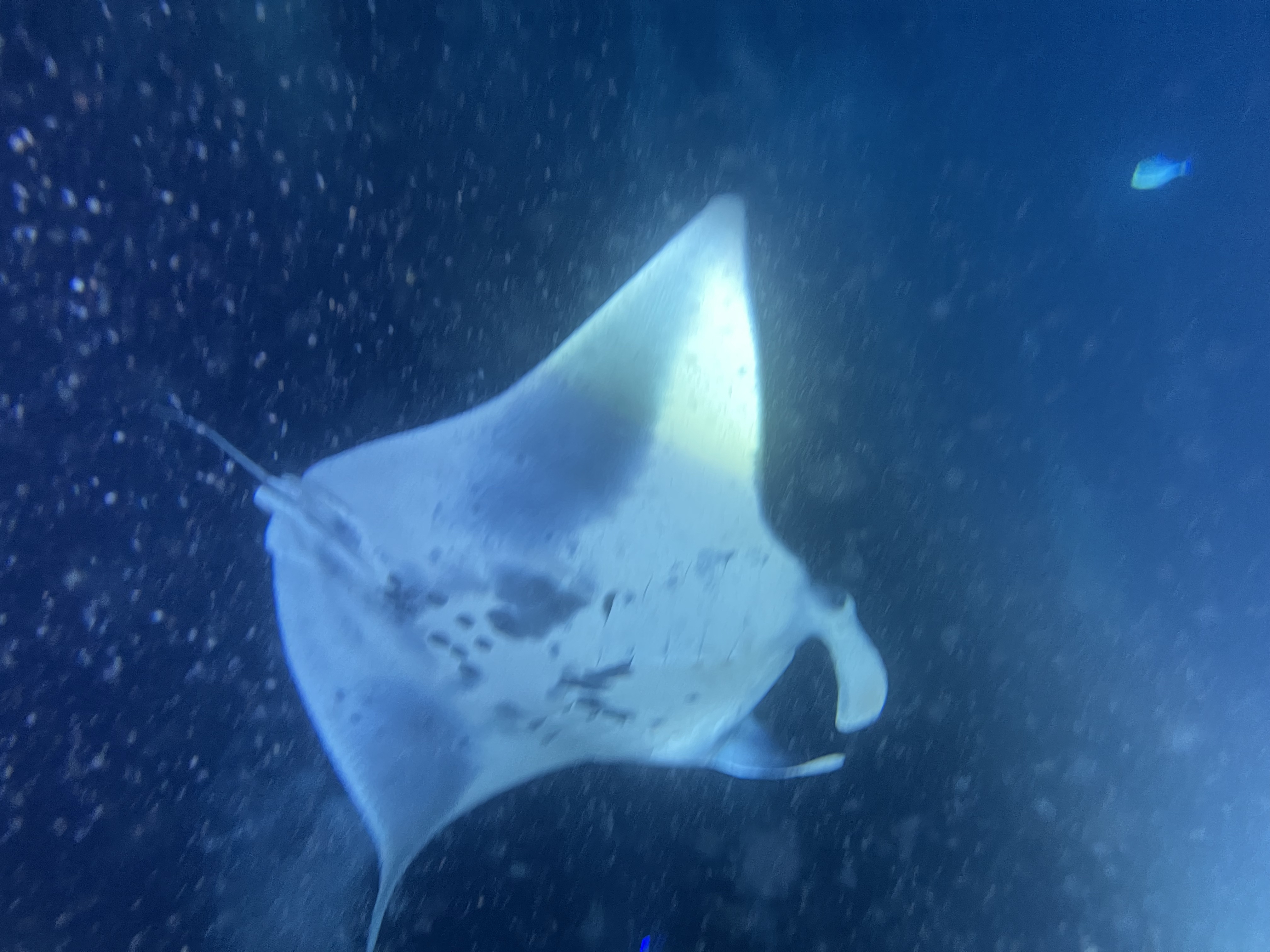 manta.jpg