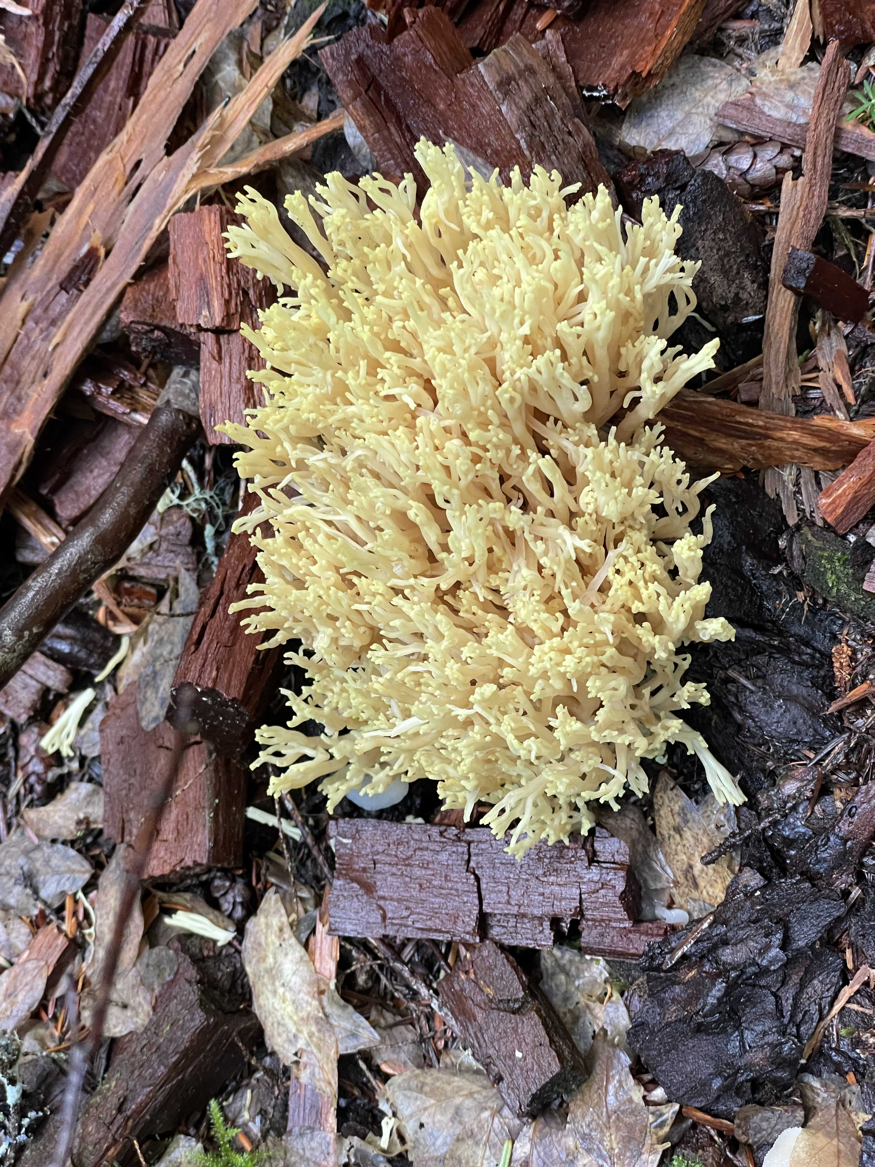shroom.jpg