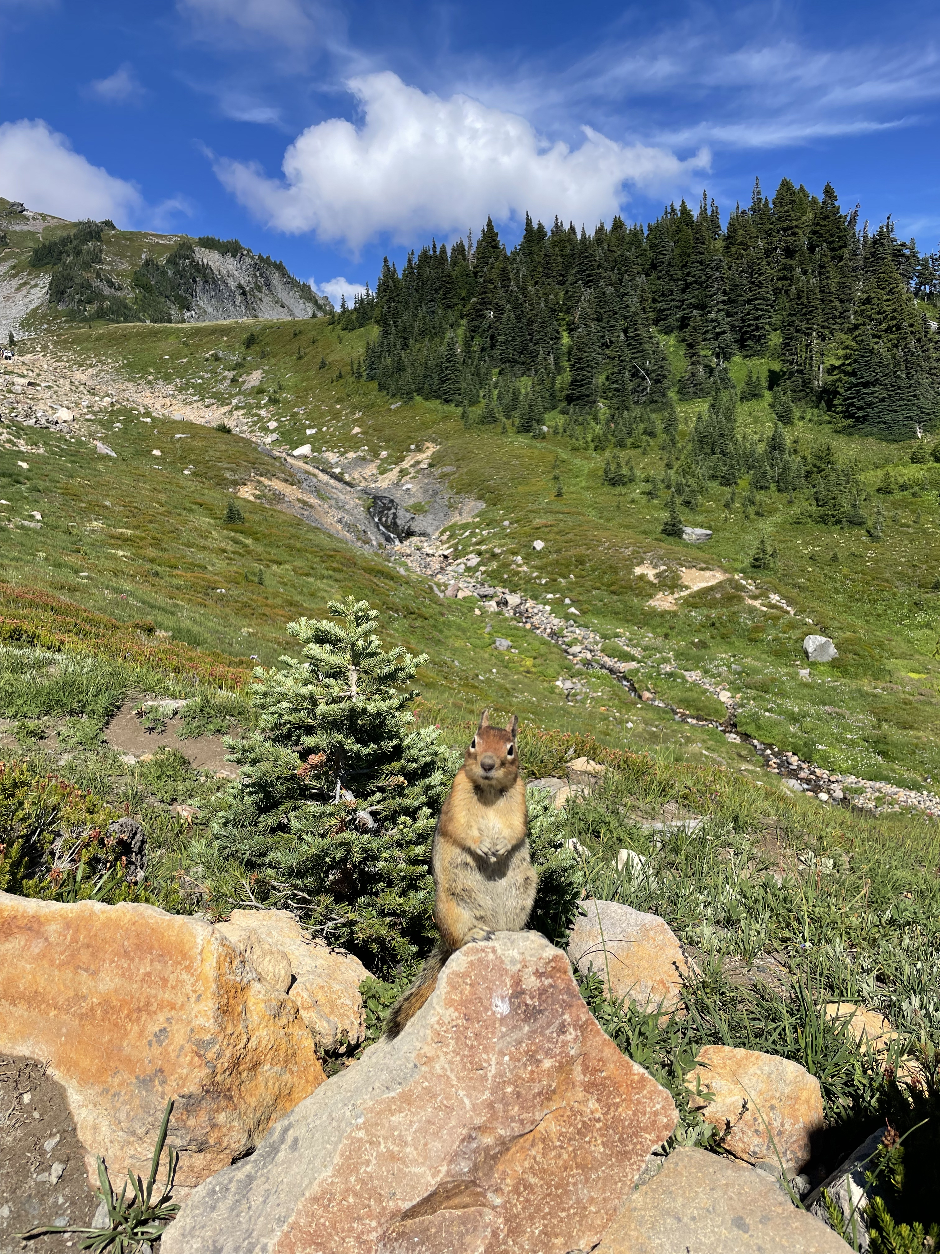 squrrel.jpg